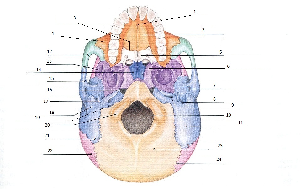 skull-quiz